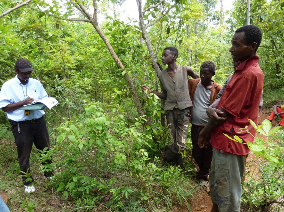 Humbo Ethiopia forest ecosystem restoration