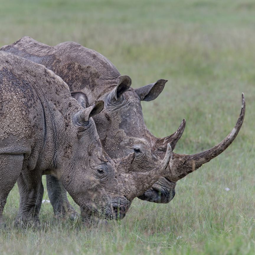 Rhinos horn to horn by Annie Katz