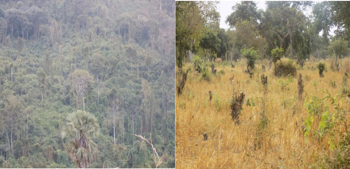 Protected and encroached Forest Reserve in Kilombero