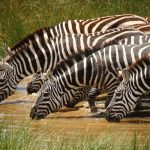 Zebras drinking water in Amboseli by Fabrizio Frigeni unsplash
