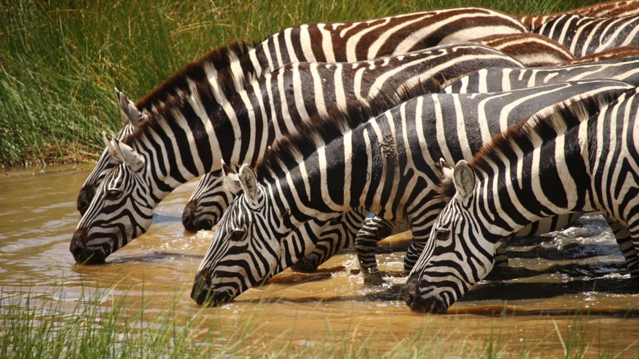 Zebras drinking water in Amboseli National Park by Fabrizio Frigeni/unsplash