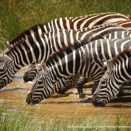 Zebras drinking water in Amboseli National Park by Fabrizio Frigeni/unsplash