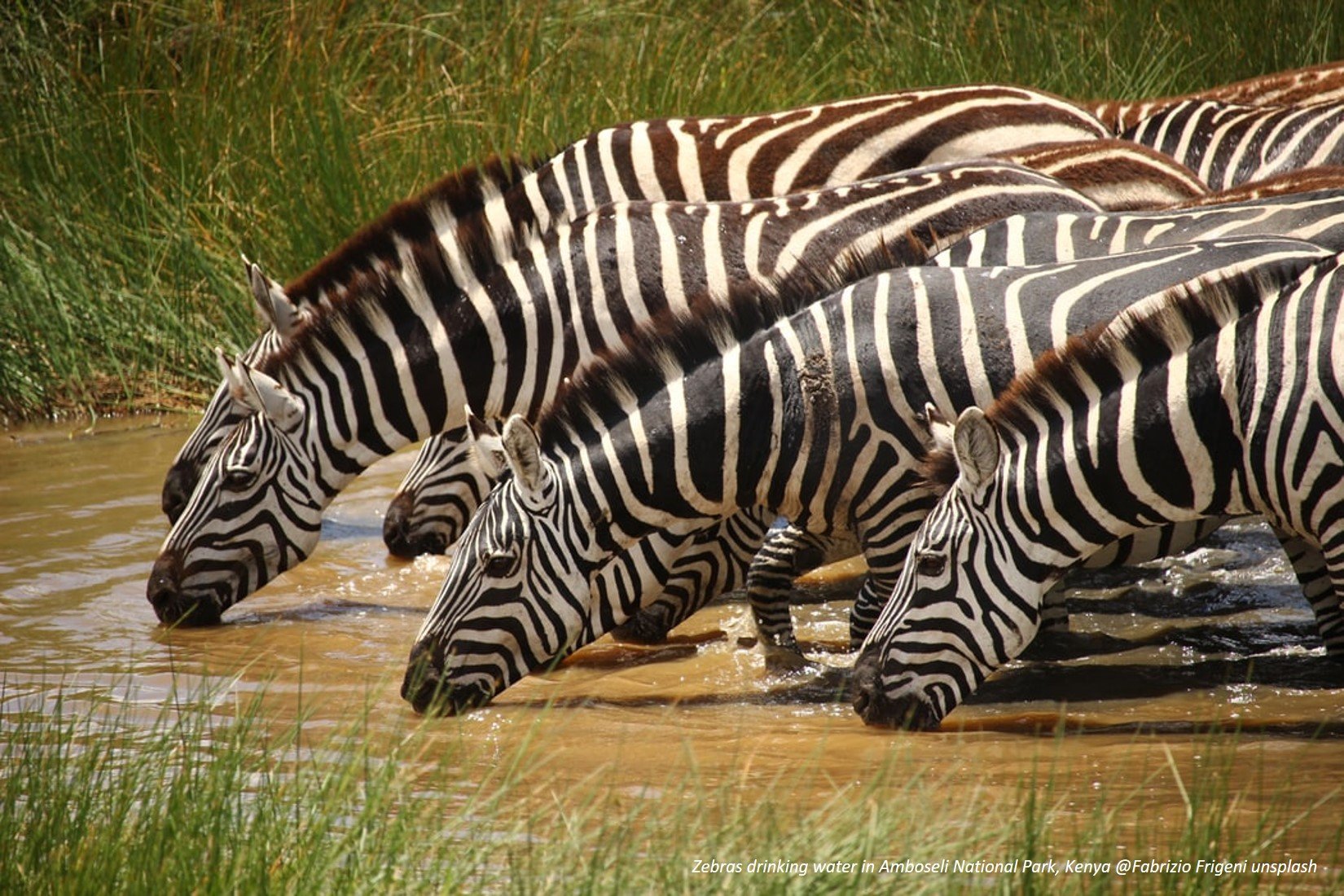 Zebras drinking water in Amboseli National Park by Fabrizio Frigeni/unsplash