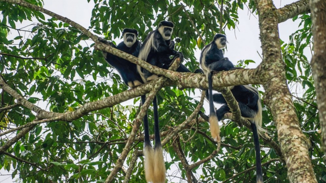Uganda primates photo credit Nina R on Flickr