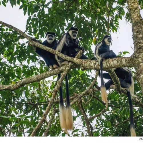 Uganda primates photo credit Nina R on Flickr