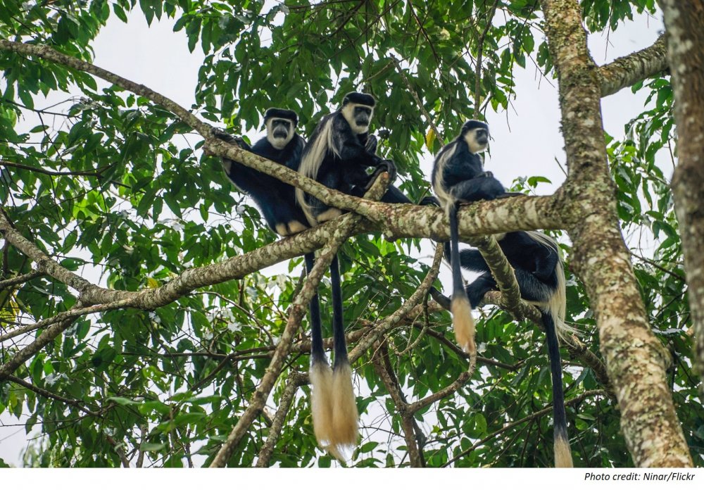 Uganda primates photo credit Nina R on Flickr