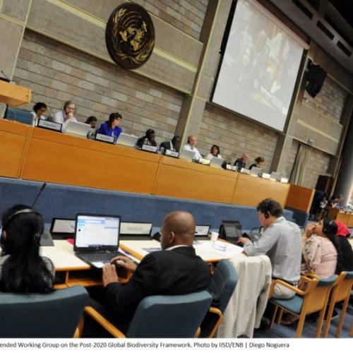 First Meeting of the Open-ended Working Group on the Post-2020 Global Biodiversity Framework. Photo by IISD/ENB | Diego Noguera