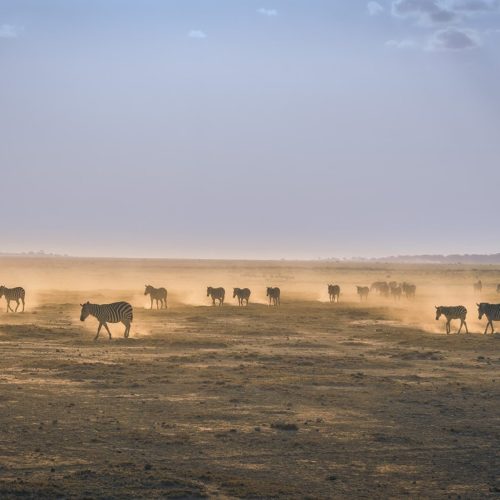 Zebras in Amboseli by Jordi Fernandez unsplash