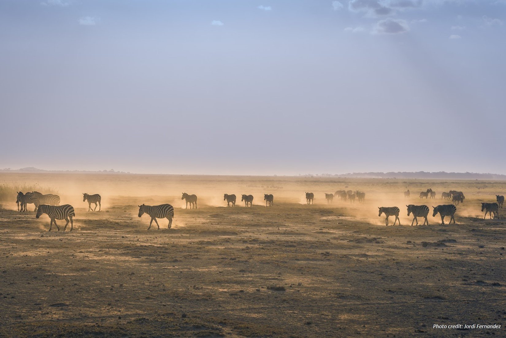 Zebras in Amboseli by Jordi Fernandez unsplash