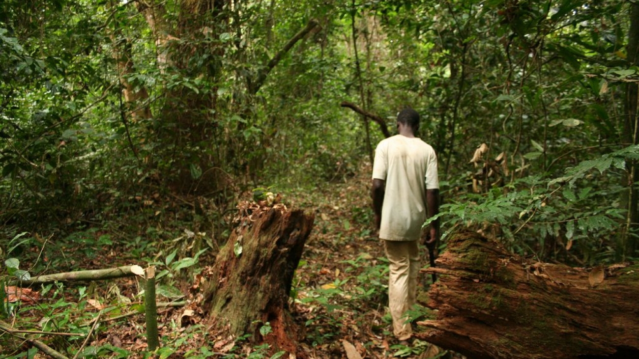 Gabon Rainforest