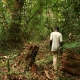 Gabon Rainforest