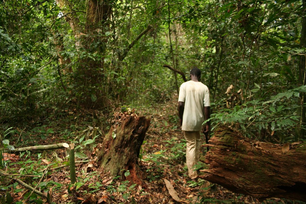 Gabon Rainforest