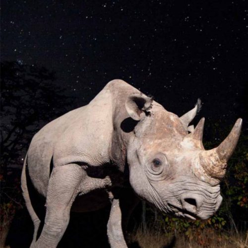 Black Rhinos of the Serengeti: A Success Story for Tanzania