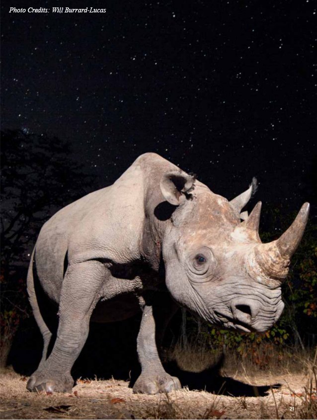 Black Rhinos of the Serengeti: A Success Story for Tanzania