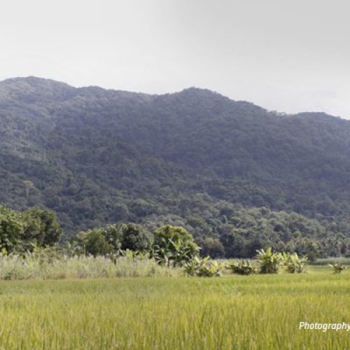 IfakaraLandscape Kilombero