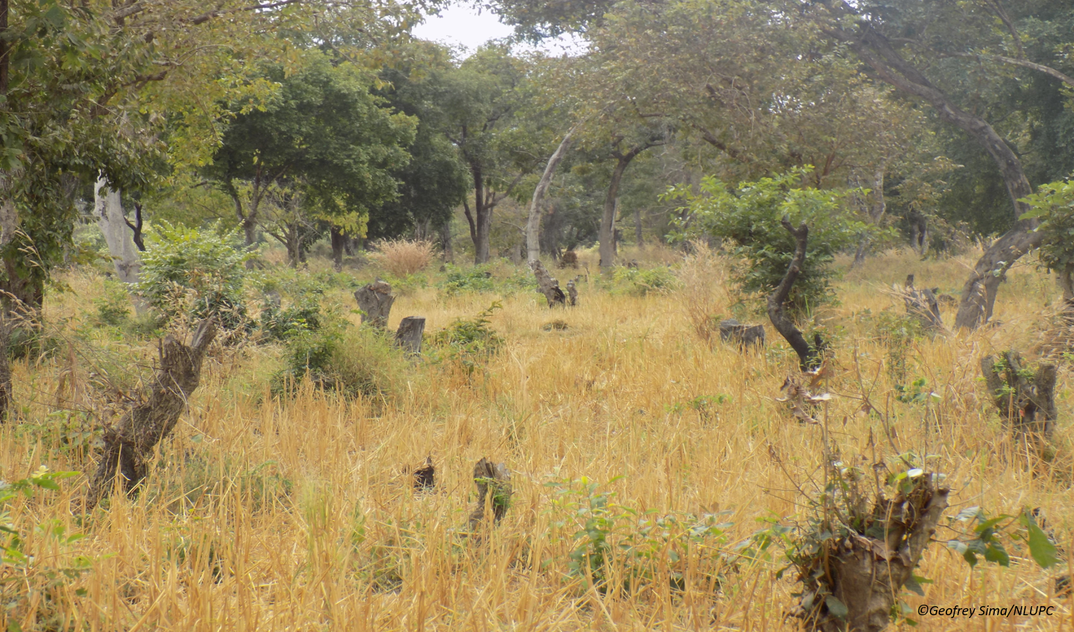 ABCG LRTR On going deforestation of Namwai Forest Reserve in Ihenga Village Tanzania