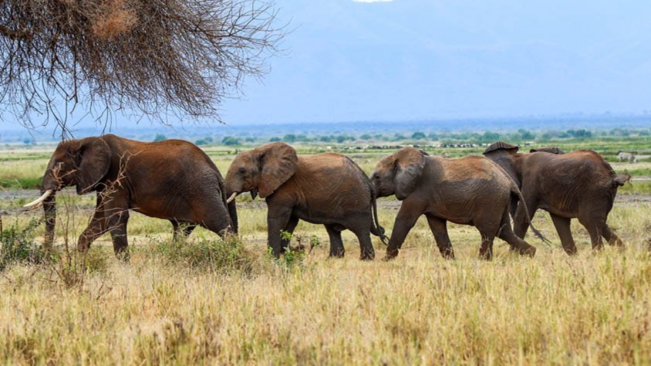 Tsavo elephants by AWF