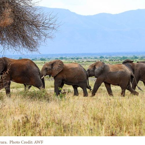 Tsavo elephants by AWF