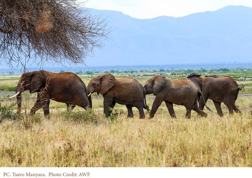 Tsavo elephants by AWF