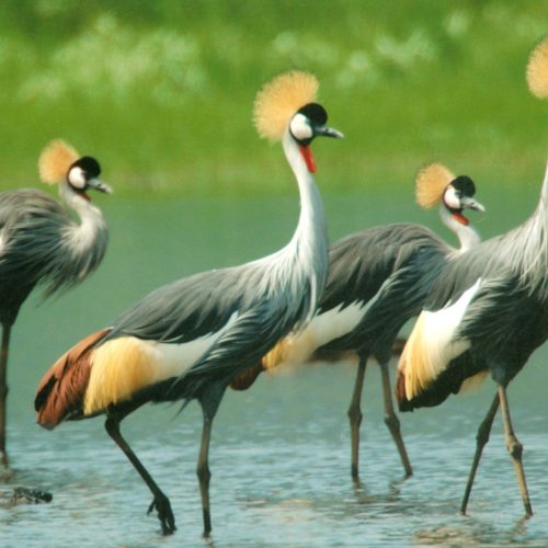 Grey Crowned Cranes