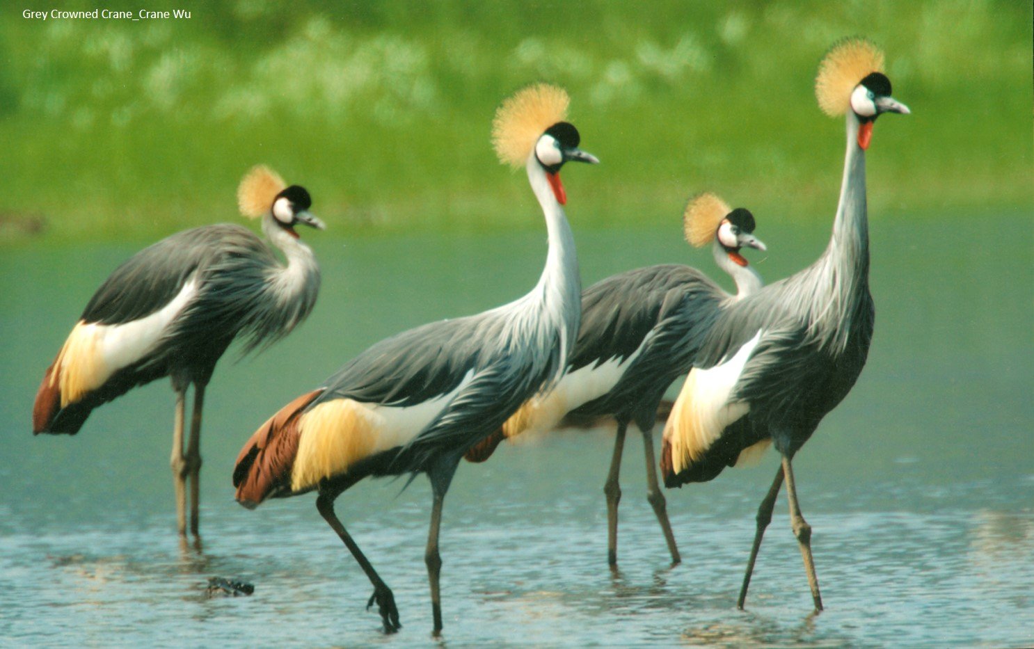 Grey Crowned Cranes