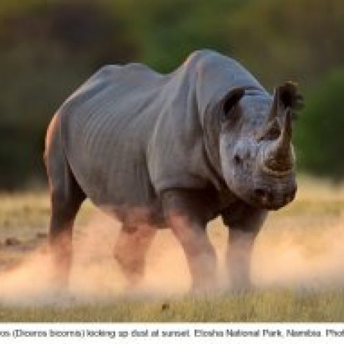 Black Rhino - Etosha National Park