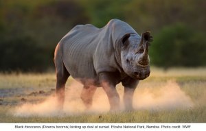 Black Rhino - Etosha National Park
