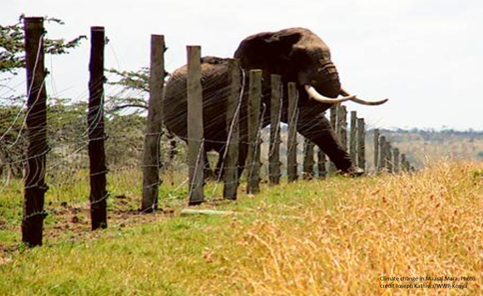 Climate Change Impact in Kenya by Joseph Kathiwa WWF/Kenya