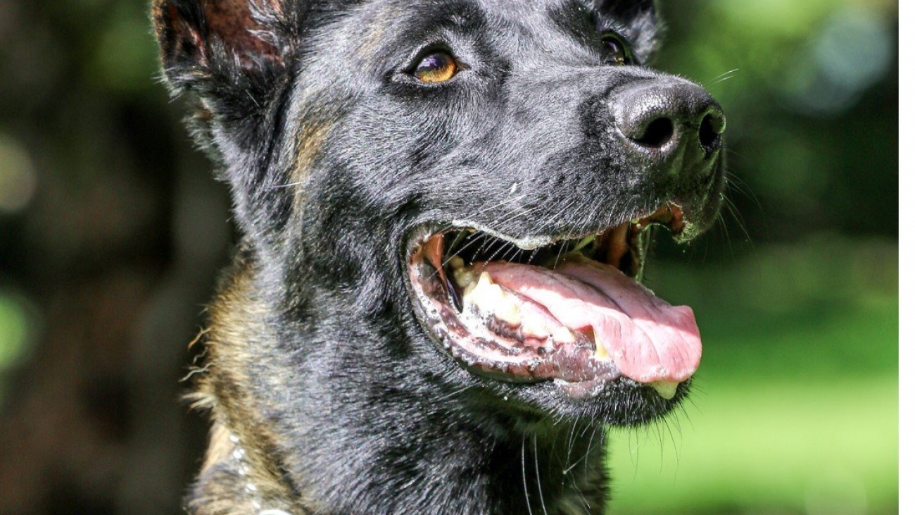 AWF illegal wildlife trade canine
