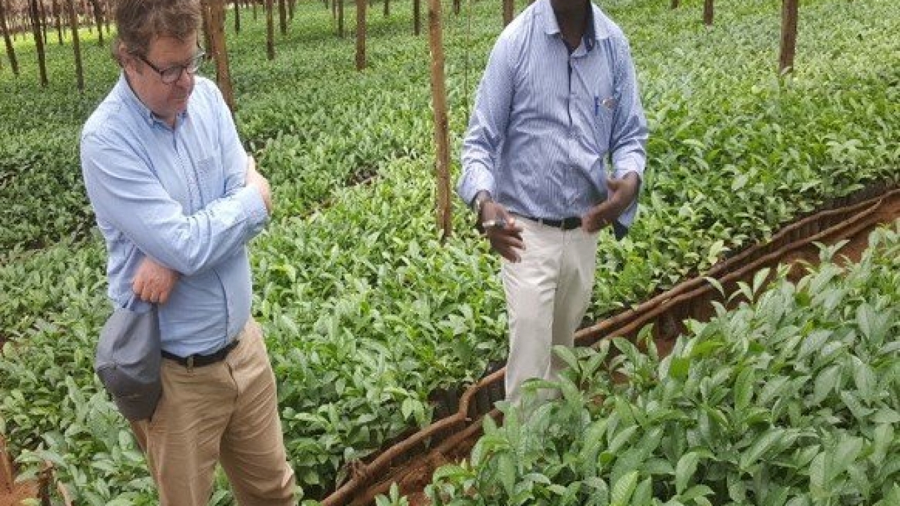 Tea seedlings nursery in Njombe region SAGCOT by FelixKamau_TNC