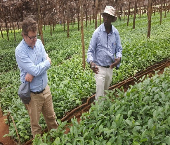 Tea seedlings nursery in Njombe region SAGCOT by FelixKamau_TNC