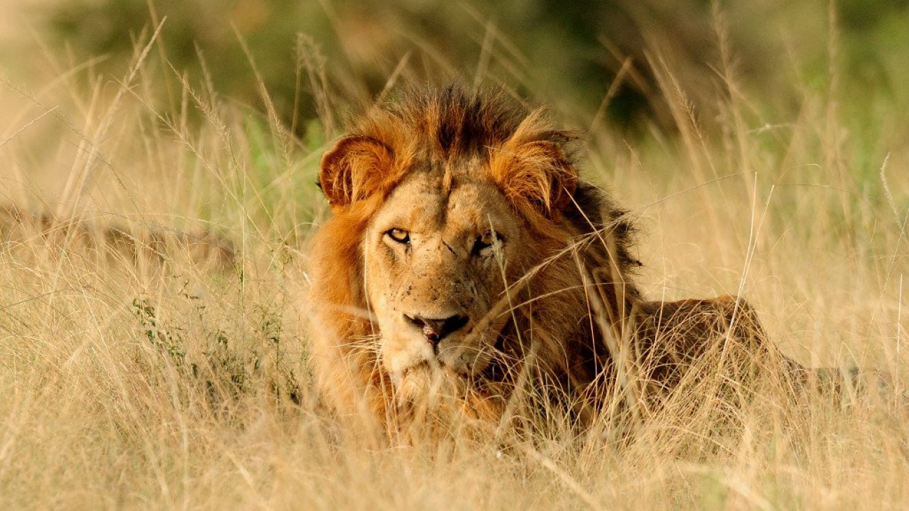 African lions male in wild Uganda