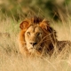 African lions male in wild Uganda