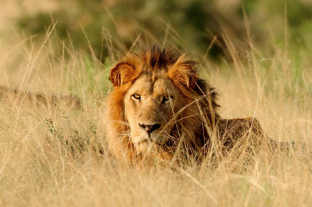 African lions male in wild Uganda