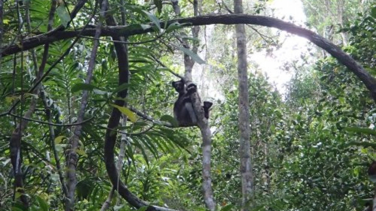 Indri Indri species in Madagascar