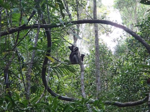 Indri Indri species in Madagascar