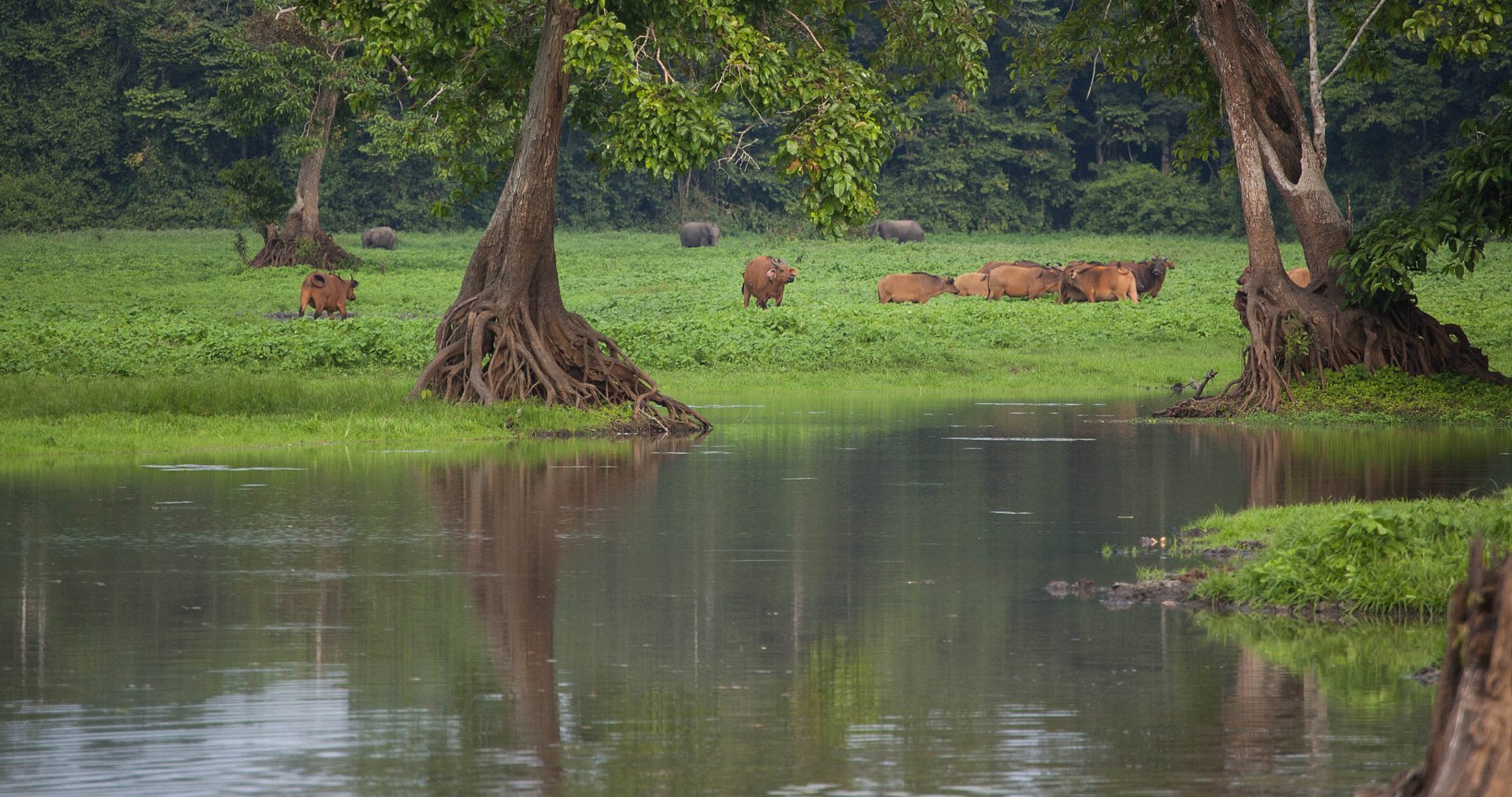 Loango NP Scene Gabon