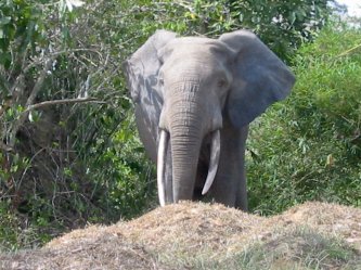 Loxodonta Cyclotis WWF