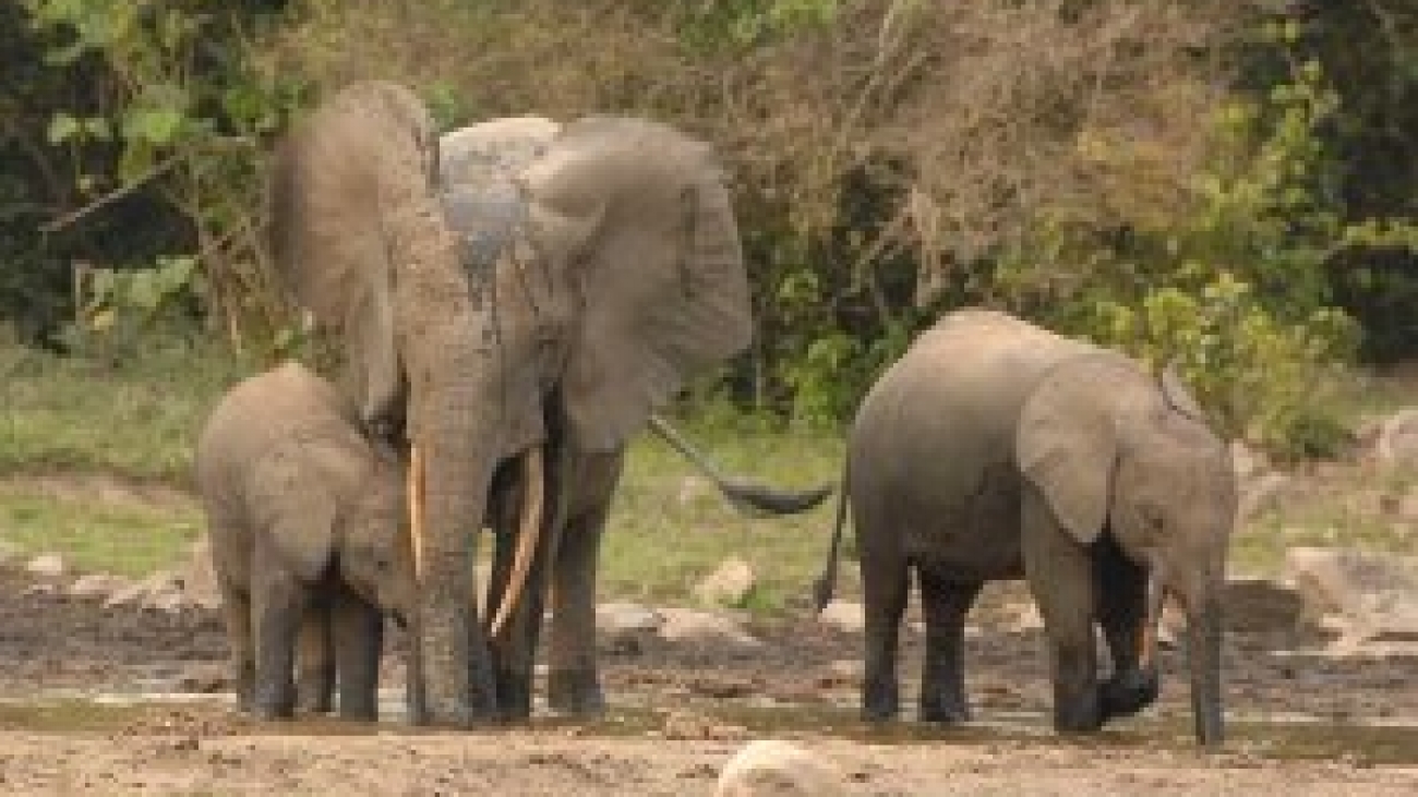 African Forest Elephant trio