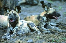 painted Dog Abakwenyana alpha pair