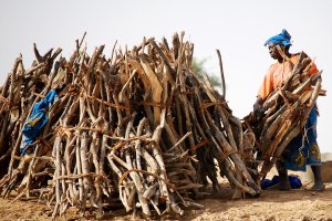 Firewood Climate Change Daniel Tiveau