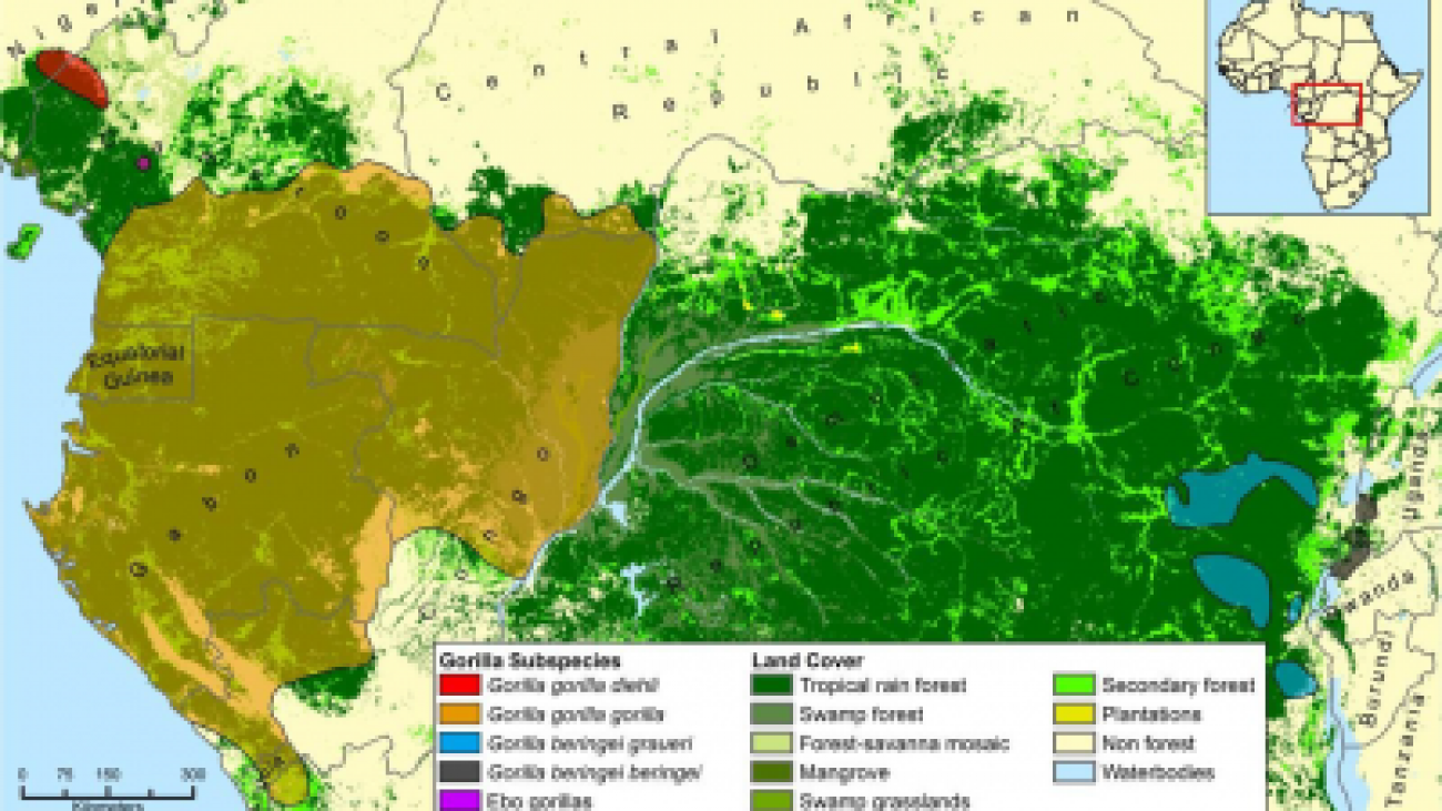 Gorilla subspecies and land cover Congo Basin