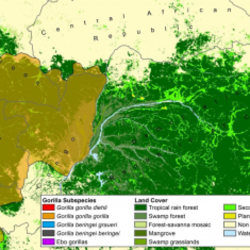 Gorilla subspecies and land cover Congo Basin