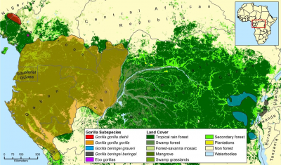 Gorilla subspecies and land cover Congo Basin