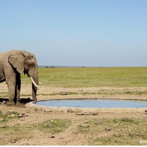 African Elephant pcredit Nikhil Advani