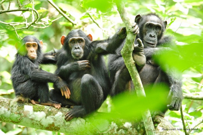 Chimpanzees in the wild photo by Julie Larsen Maher