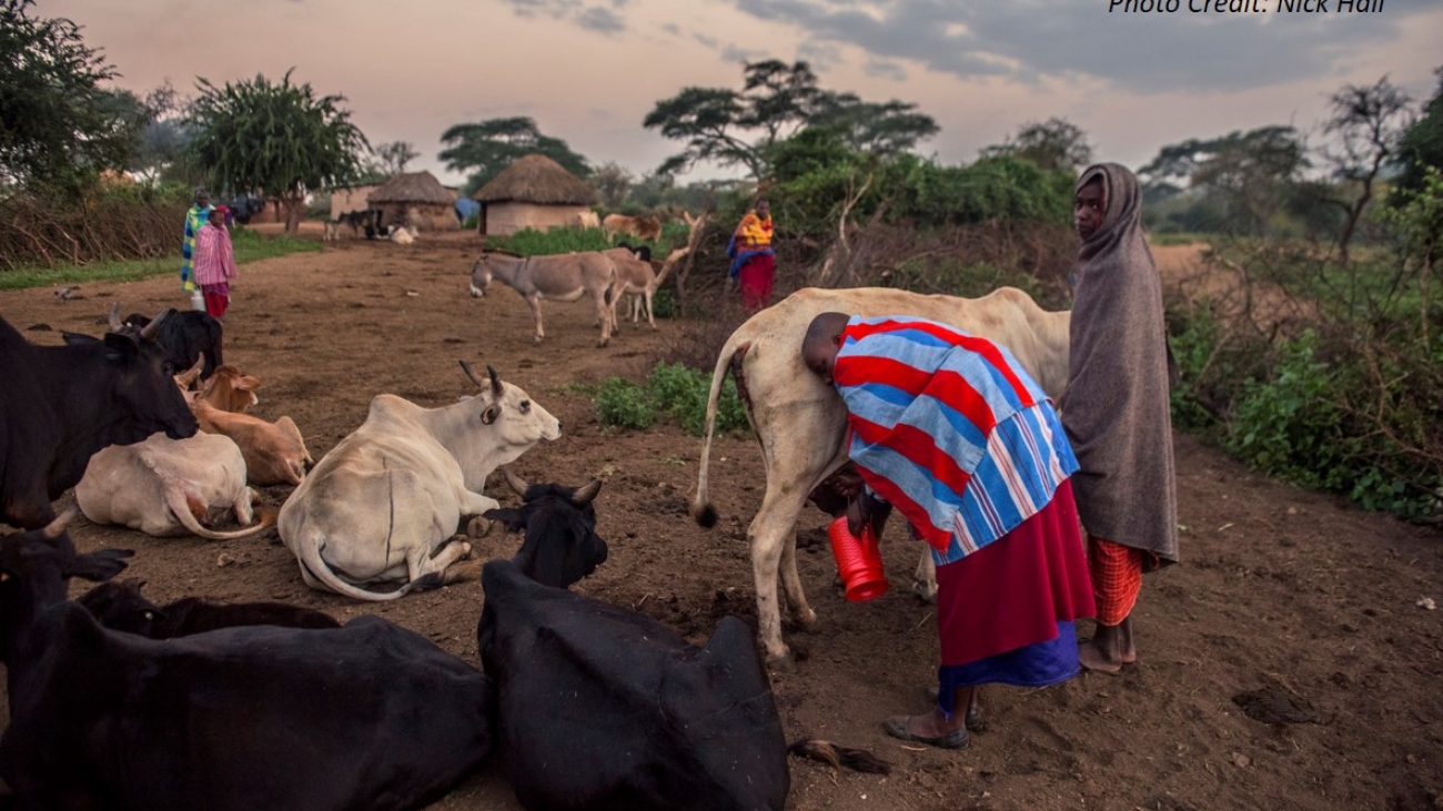 Milking livestock in northern Tanzania at dawn. Photo Credit Nick Hall