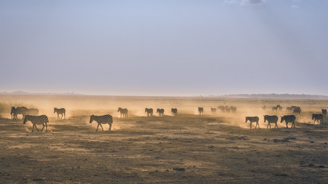 Zebras in Amboseli by Jordi Fernandez unsplash