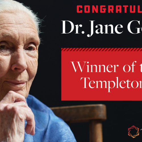 Dr. Jane Goodall Honored as Templeton Prize Laureate for 2021_60a66689949bc.png