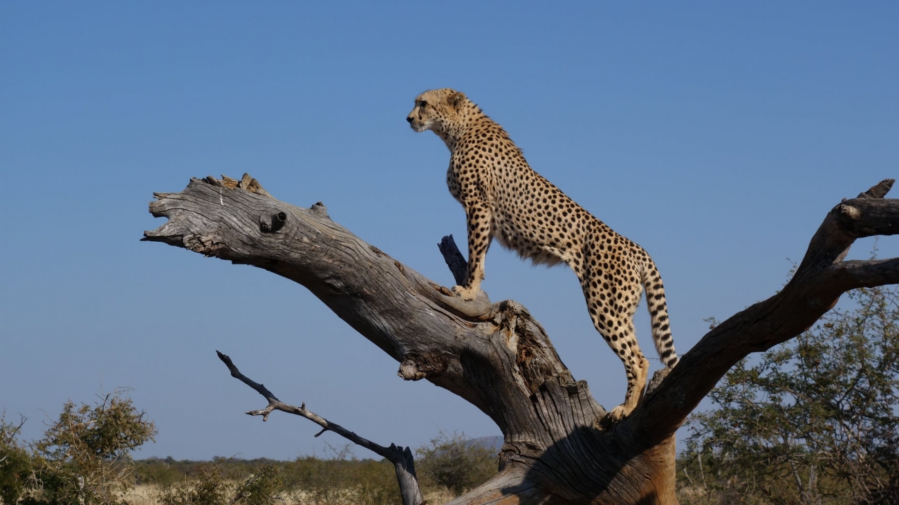 pexels-photo-cheetah-southafrica.jpeg